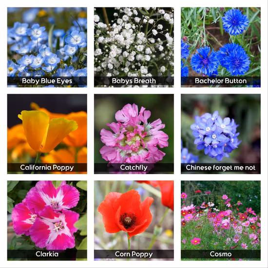 Capsulcn Size 4 5 Mix of Yellow Khaki Lemon Yellow and White Gelatin Capsules Empty Capsules Drugss Capsules